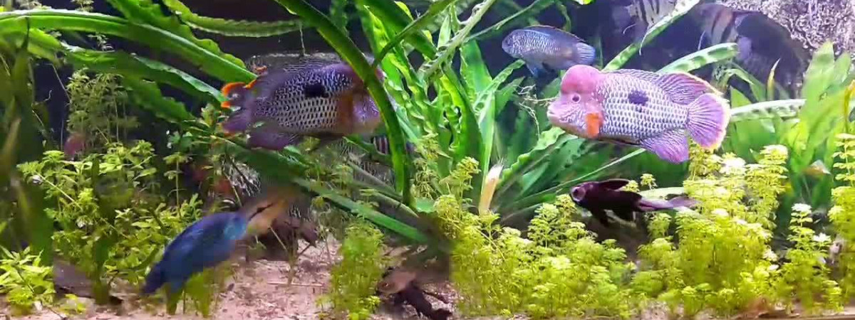 aquarium Fabrice Vangrundelbeke