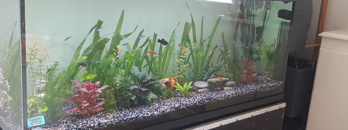 aquarium fox
