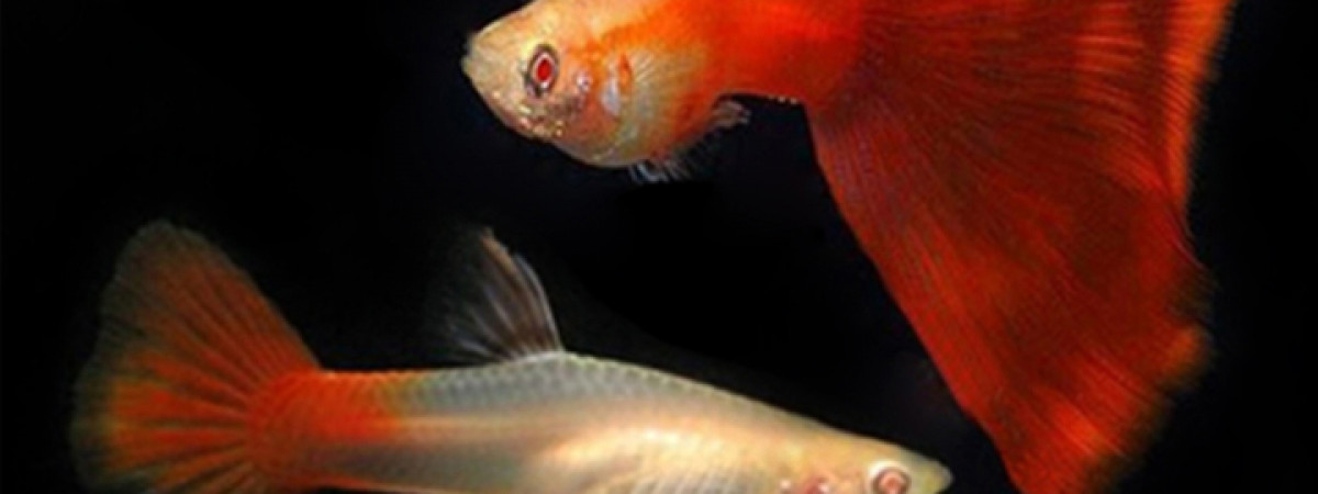 aquarium GUPPY koi