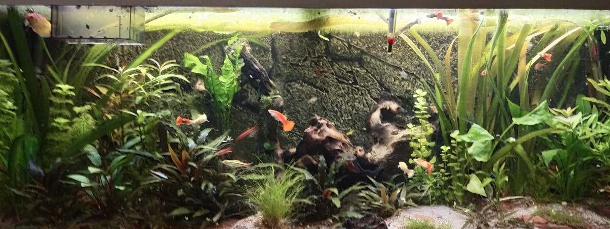 aquarium Salon