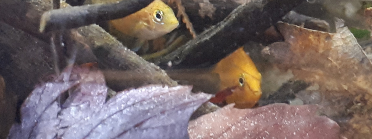 aquarium Brackish