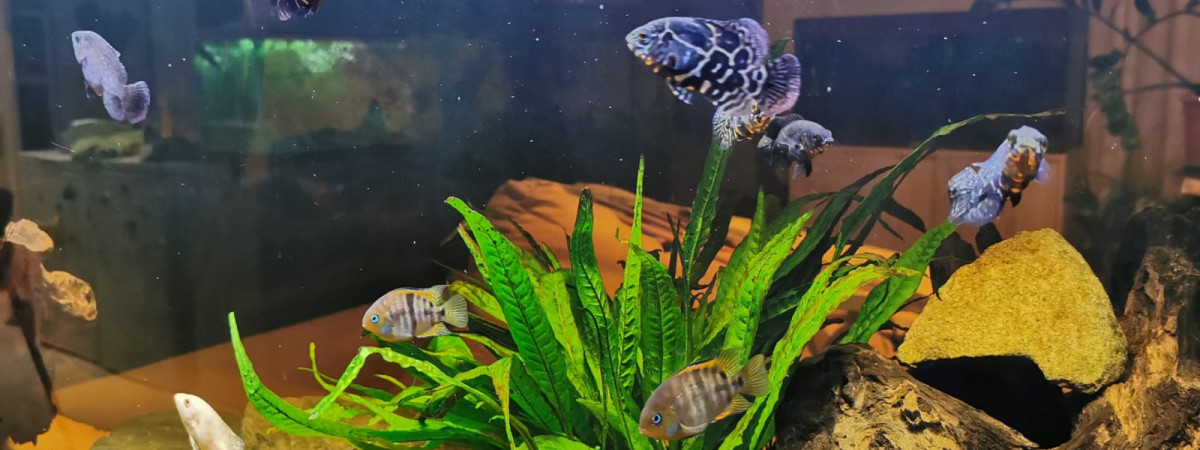 aquarium AMERICAN CICHLIDS