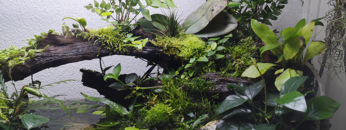aquarium Paludarium