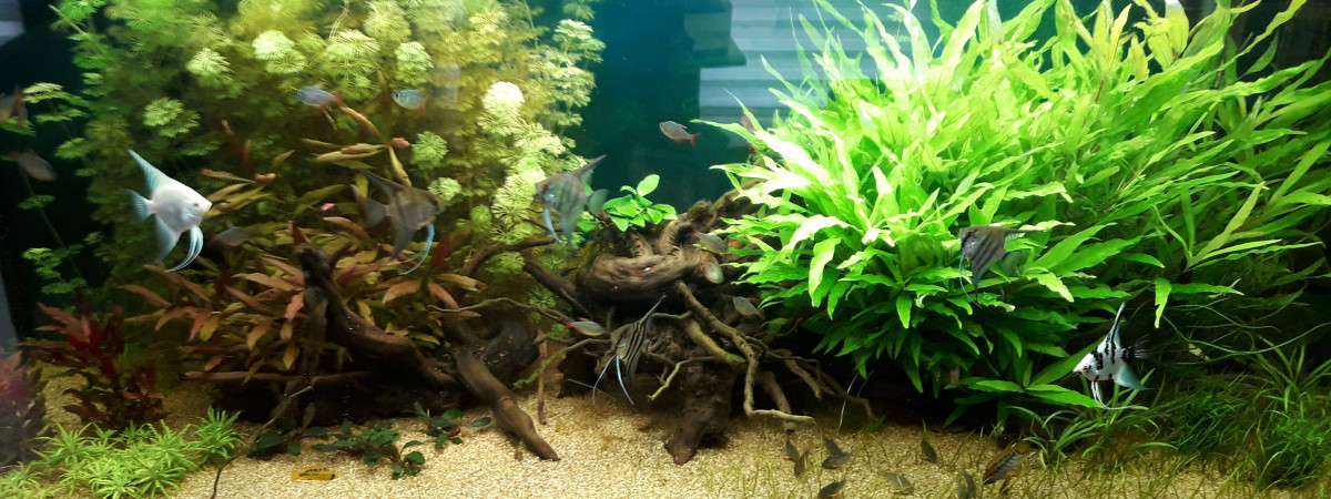 aquarium 500L. Amazonien