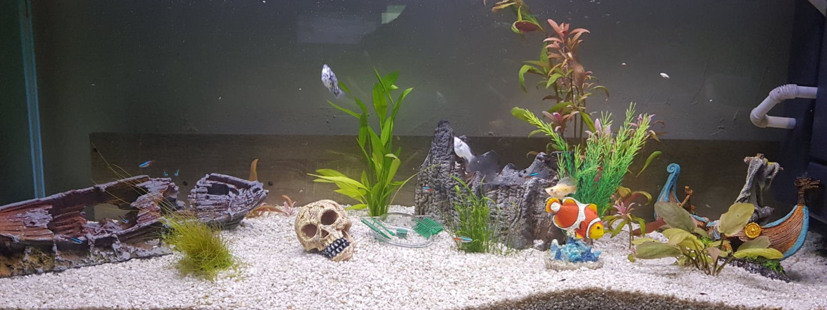 aquarium Nolhan