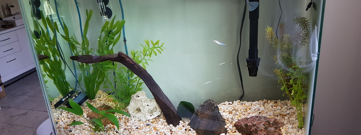 aquarium auqus sdb