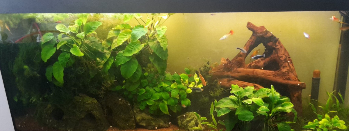 aquarium xypho