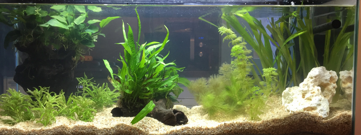 aquarium Aquarium 1