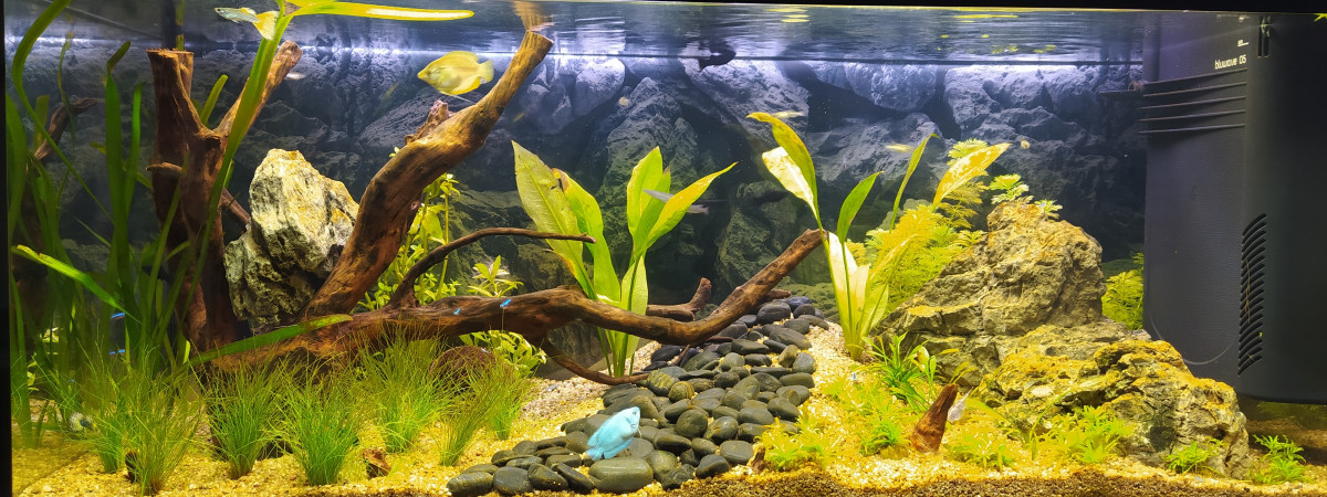 aquarium La Jungle