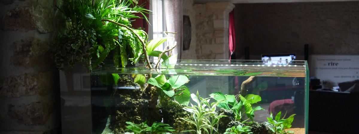 aquarium 160L en eau douce