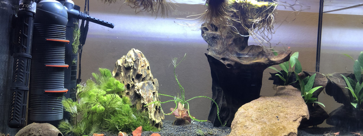 aquarium Aquarium biotope ouest africain