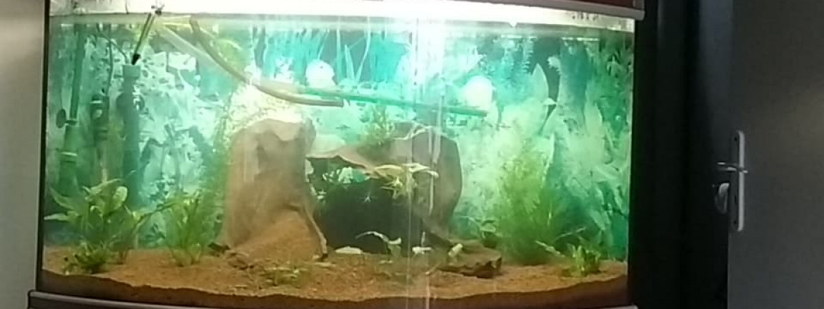 aquarium 250 litres vision