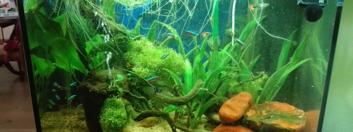 aquarium Mon LIDO 120