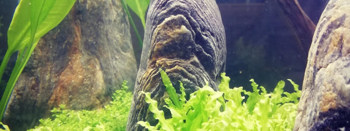 aquarium Nano Cube