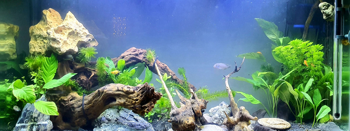 aquarium My-first