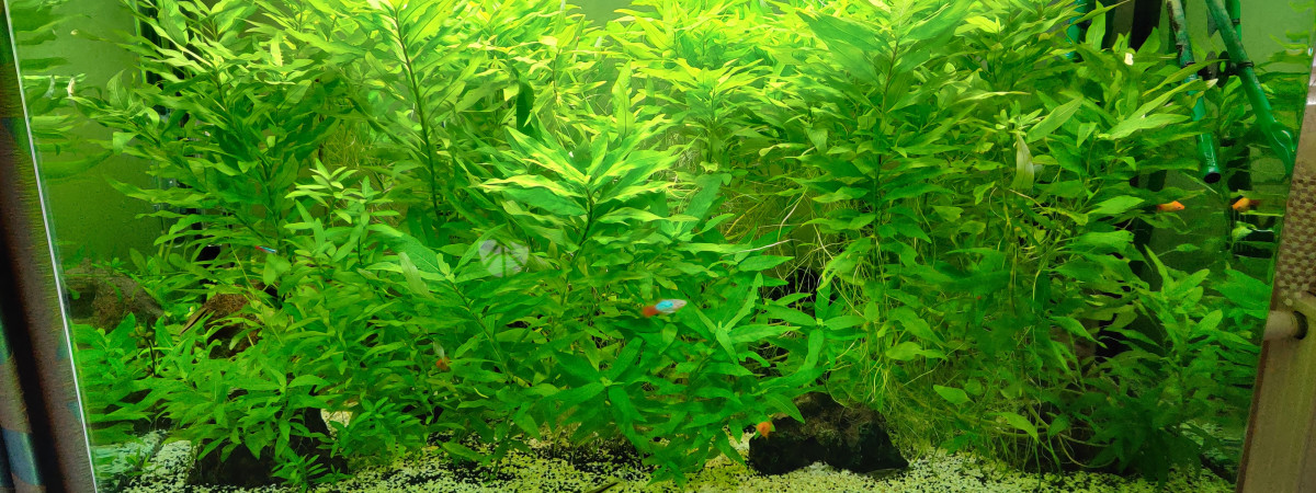 aquarium Osaka 240L
