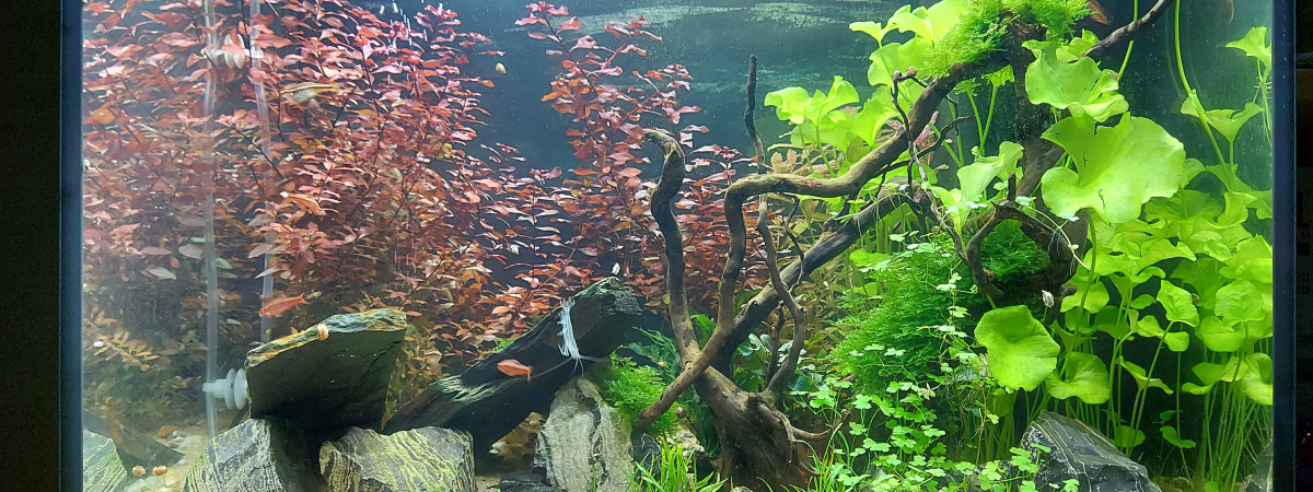 aquarium Pouet120