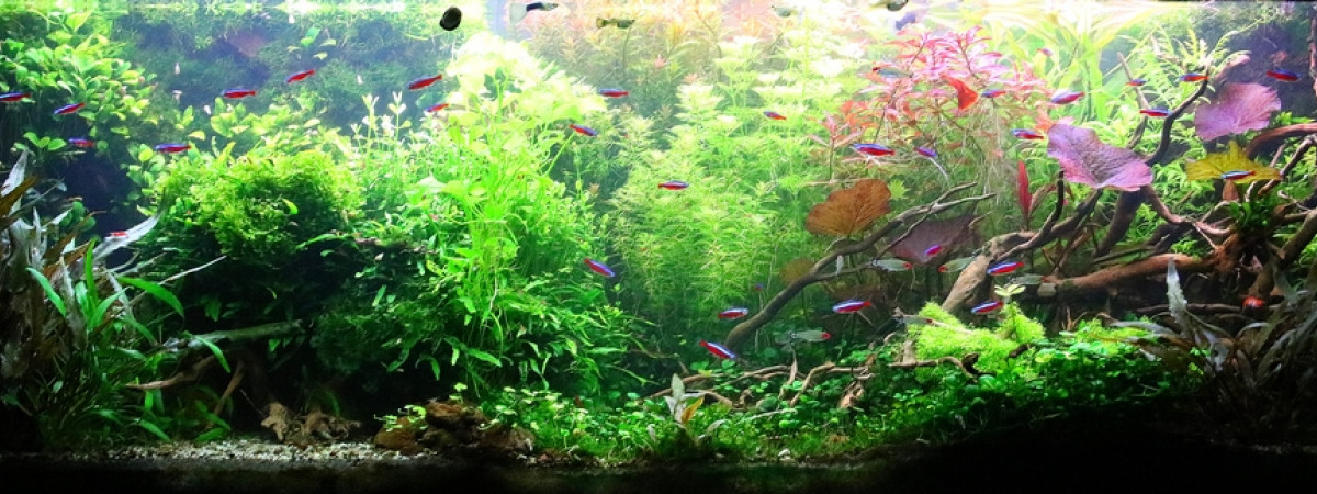 aquarium Jungle au pied du volcan