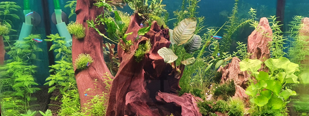 aquarium cichlidés nains
