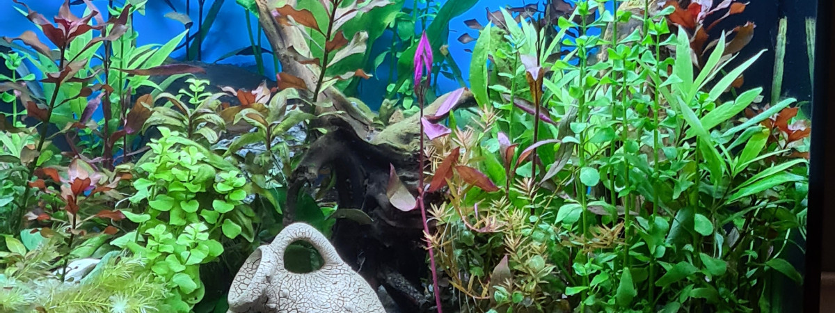aquarium juwel lido 120