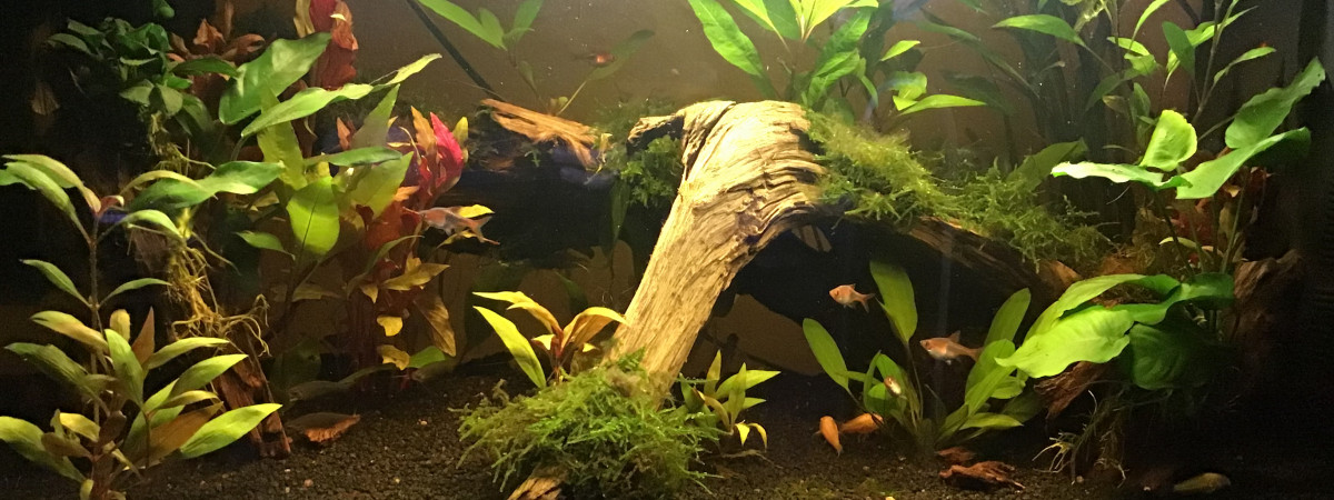 aquarium 80l