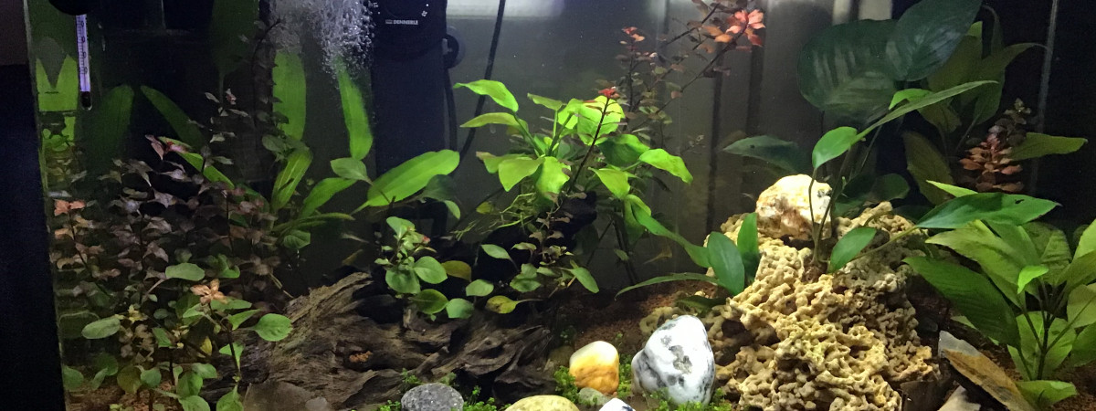 aquarium Repro crevettes