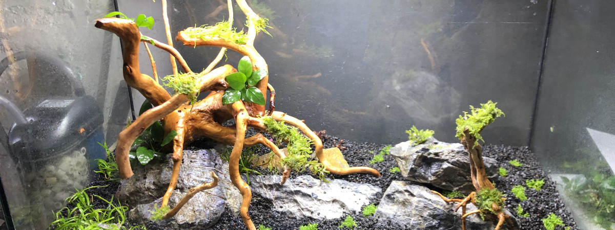 aquarium Aquascaping 1