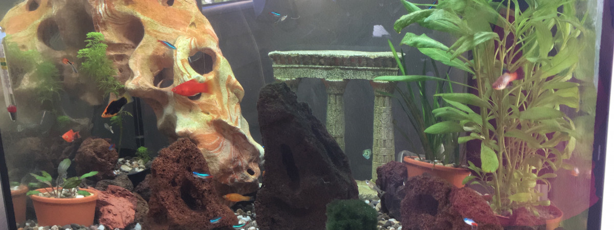 aquarium Juwel
