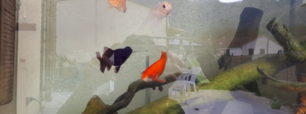 aquarium POND