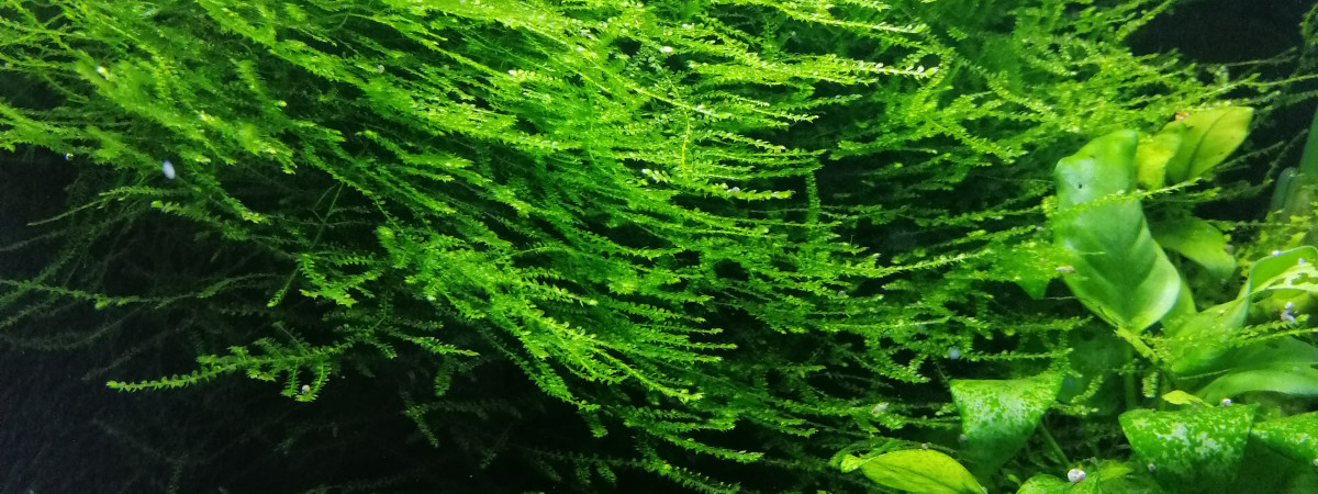 aquarium 30l red cherry