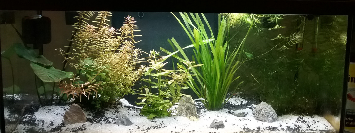 aquarium Salon