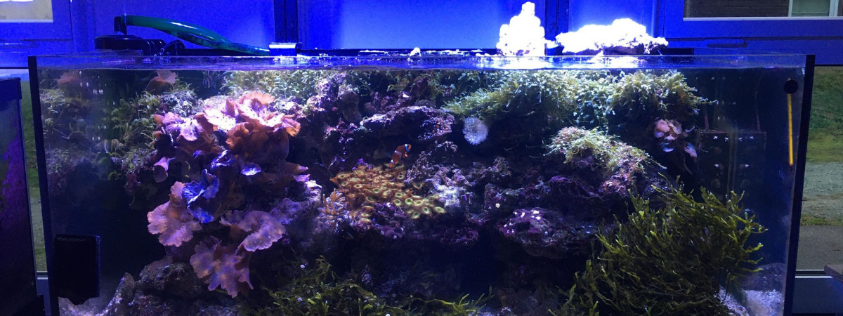 aquarium Indomarinien