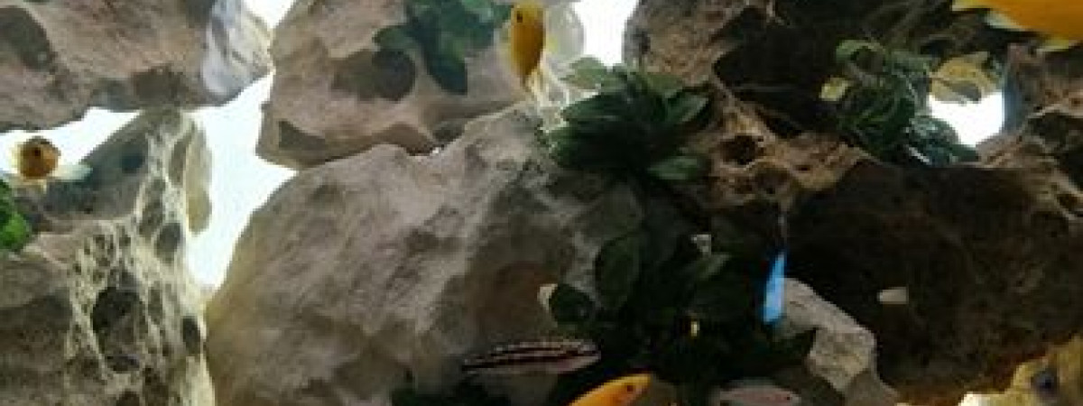 aquarium Paludarium