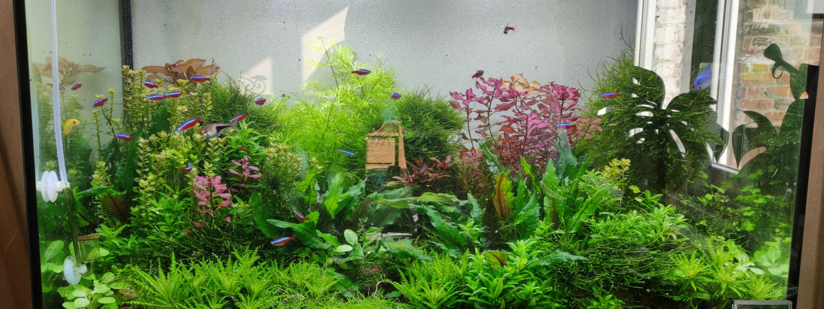 aquarium Aquatlantis 80
