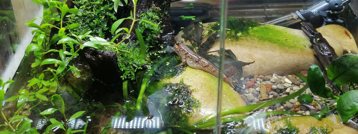 aquarium Aquaterra Gobiidae