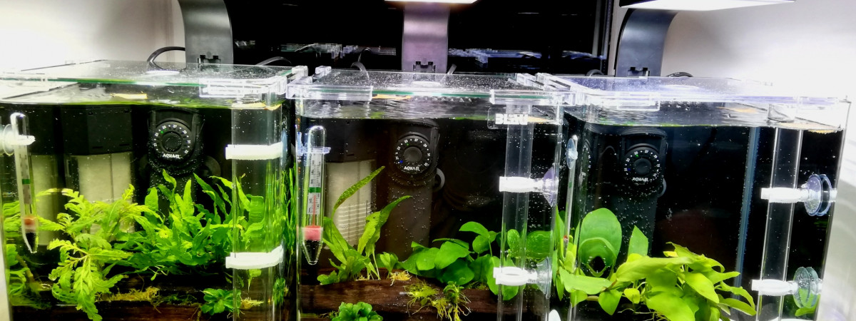 aquarium Triptyque