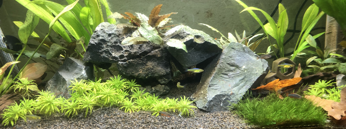aquarium 80l