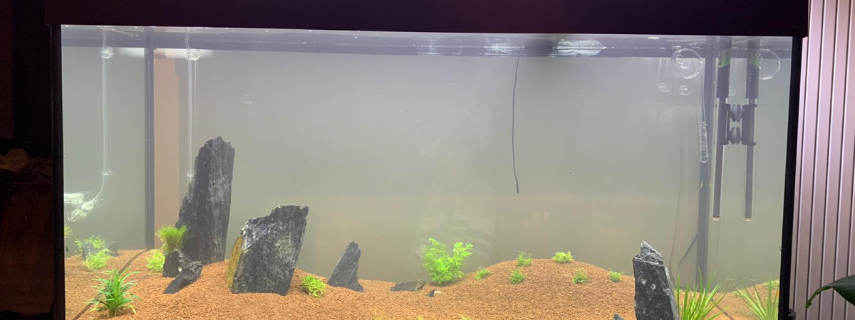 aquarium Aquascaping