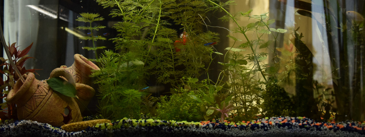 aquarium bac 100 l