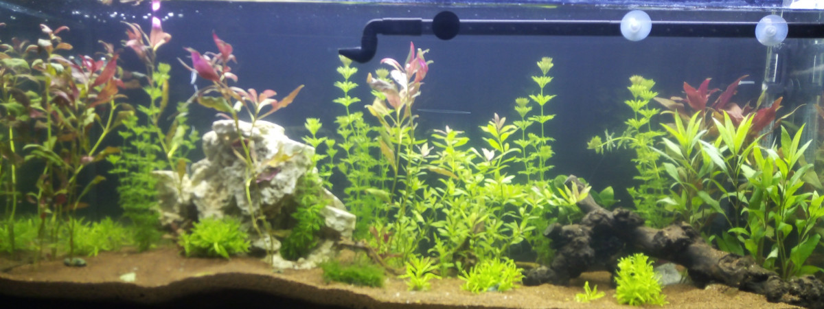 aquarium Communauté de l aqua