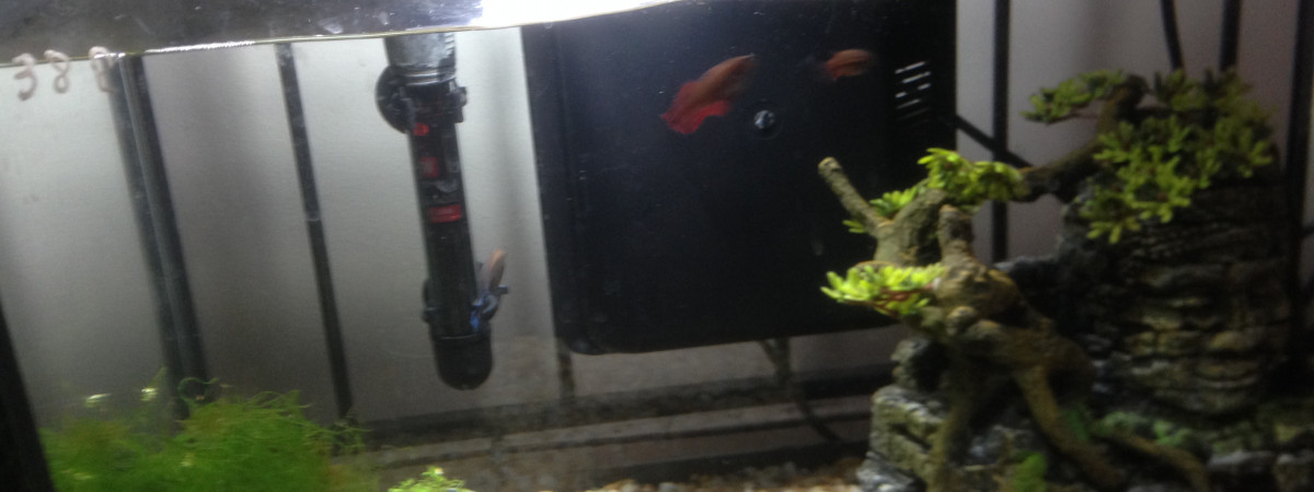 aquarium Betta