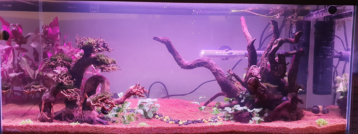 aquarium 75 L Deuxième aquarium