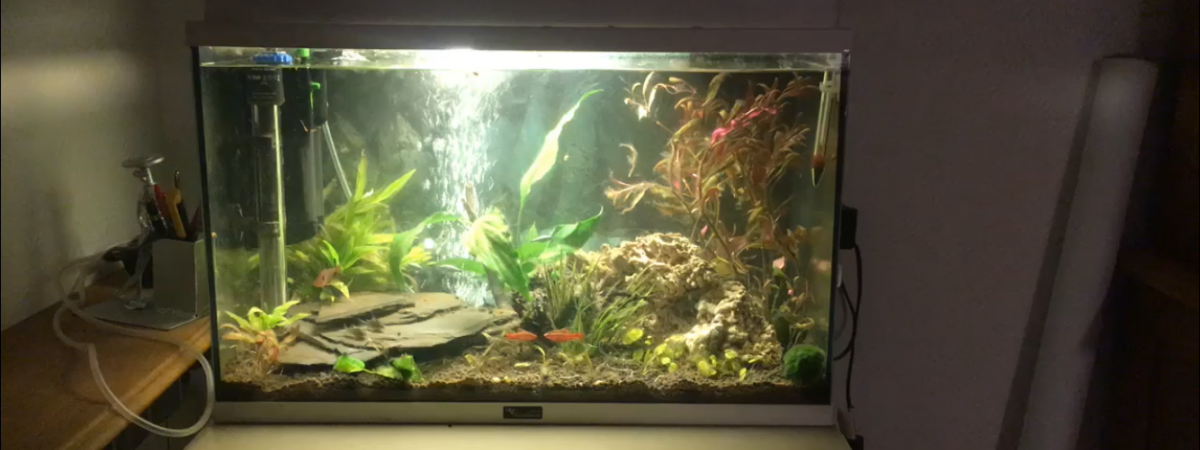 aquarium Mon 1er Aquarium