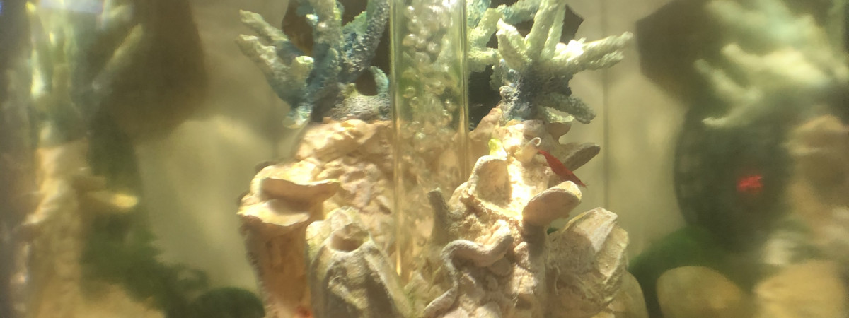 aquarium Maureen
