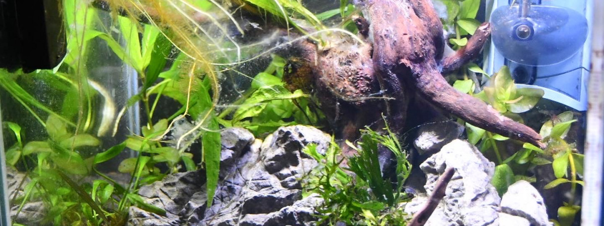 aquarium Nano