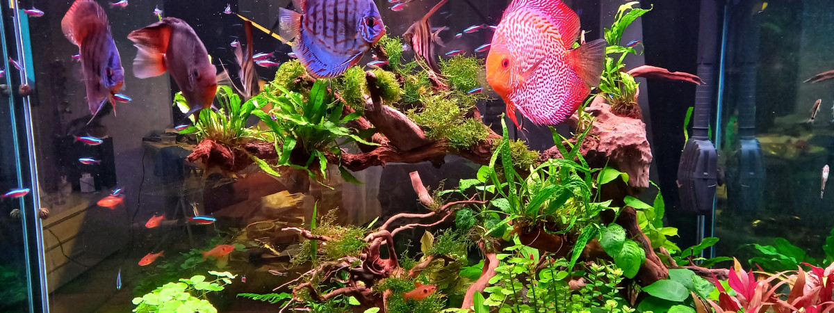 aquarium Bac planté