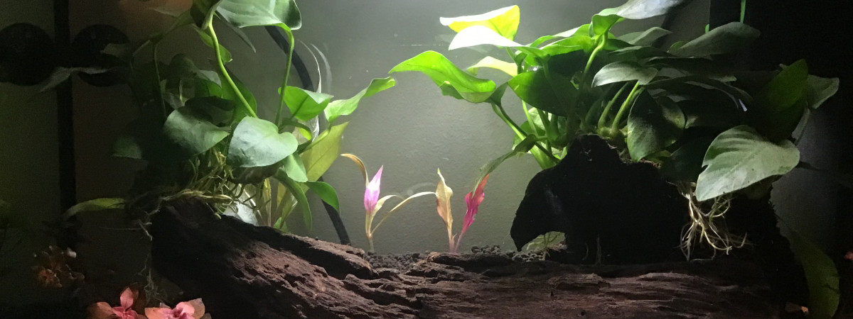aquarium Projet repro bettas