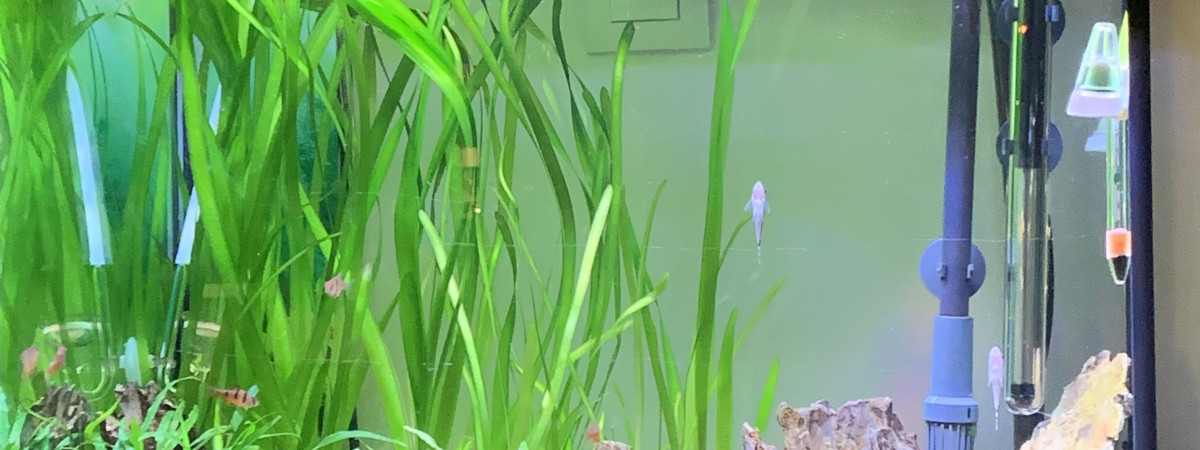 aquarium Aquarium communautaire asiatique
