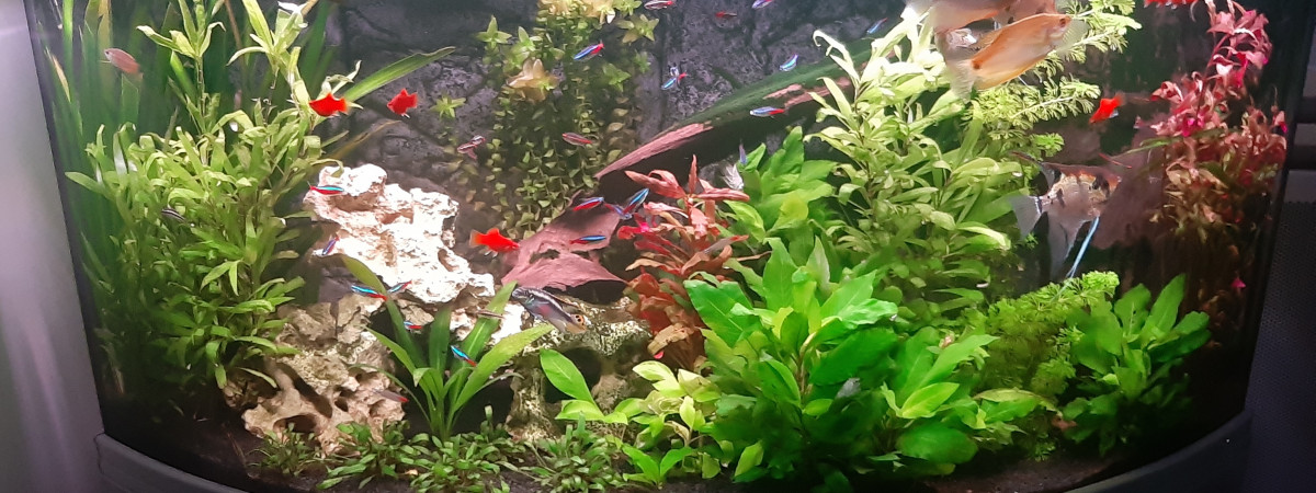aquarium Communautaire