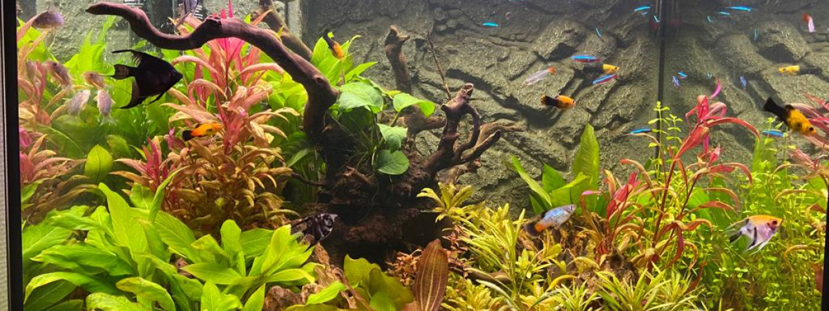 aquarium Amazonia 230